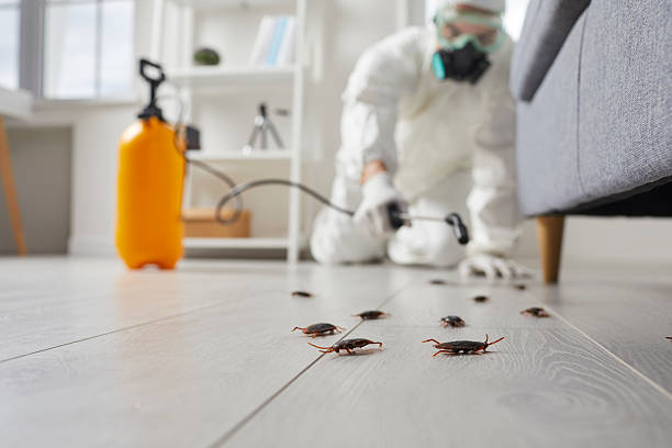 Affordable Termite Control solutions in Coaling, AL
